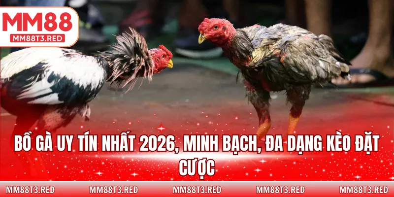 Bồ gà uy tín nhất 2026, minh bạch, đa dạng kèo đặt cược